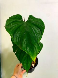 (Category: ) located in . Submitted by exotic_plants_hunter (Listing ID 1106786833, Image 1). Description: .