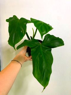 (Category: ) located in . Submitted by exotic_plants_hunter (Listing ID 1106786282, Image 1). Description: .