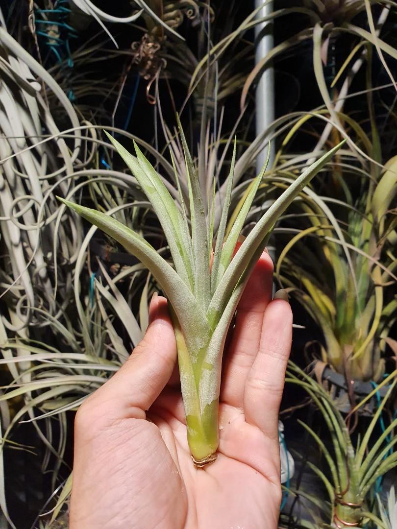 Tillandsia Best In Class (Air plant)