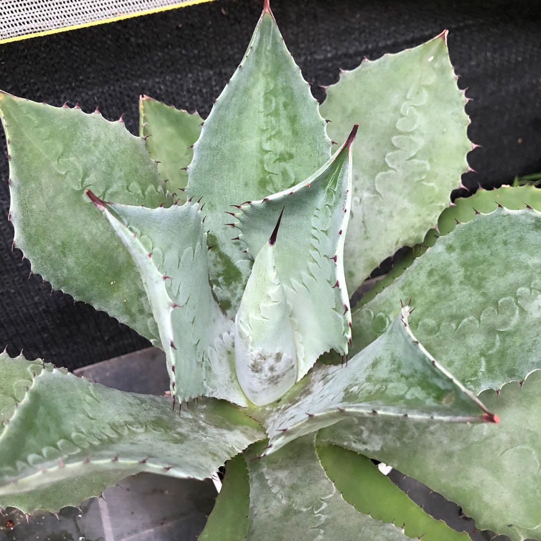 多肉植物 アガベ チタノタ [白亜] 狂刺 連棘極上株 背刺 超希少