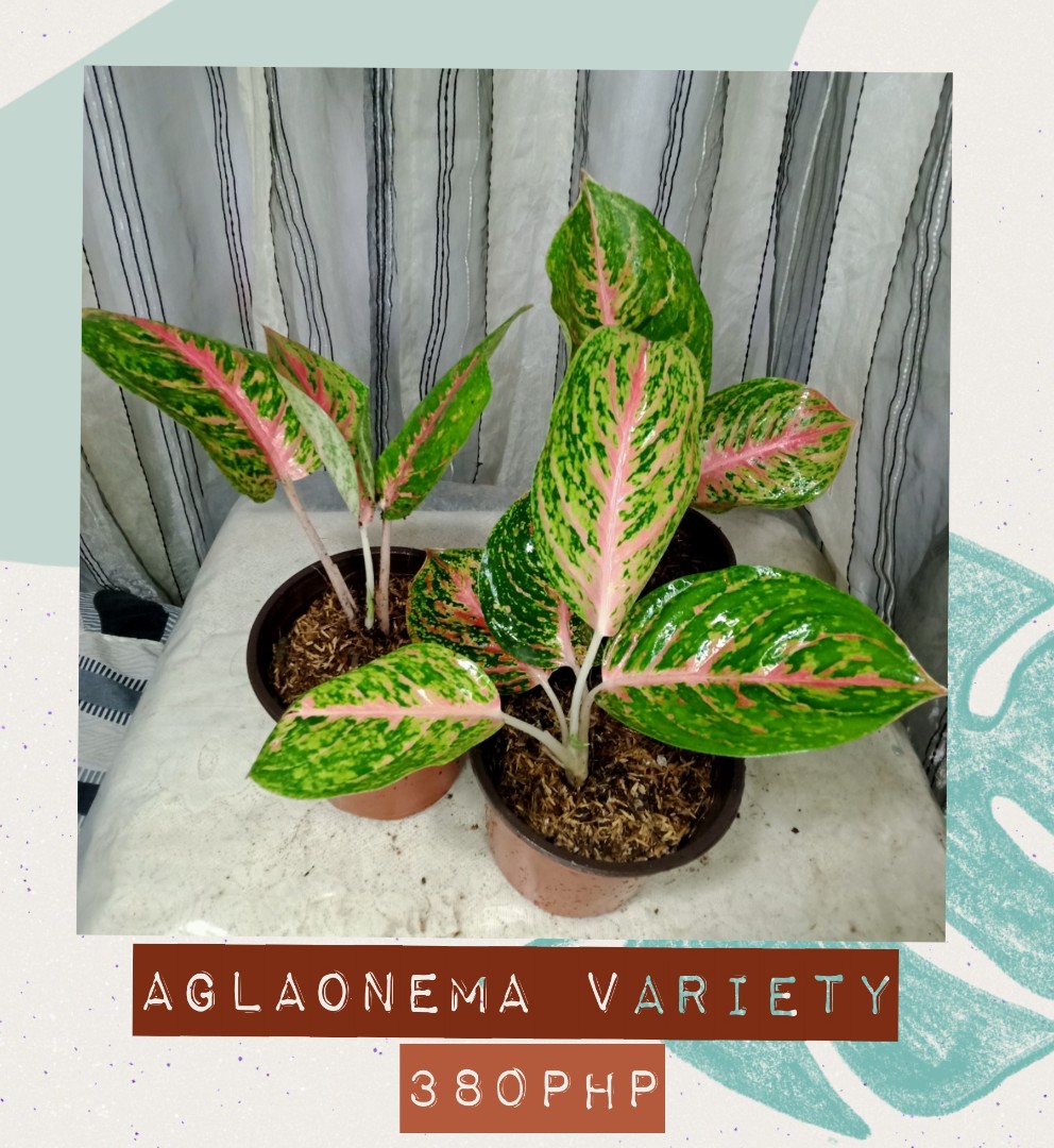 Aglaonema Variety, Furniture & Home Living, Gardening, Plants & Seeds ...