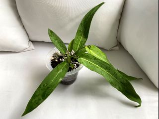 Anthurium Rivulare, Furniture & Home Living, Gardening, Plants & Seeds ...
