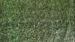 Artificial Premium Grass Carpet