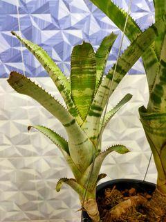 Bromeliad Aechmea Chantinii pup
