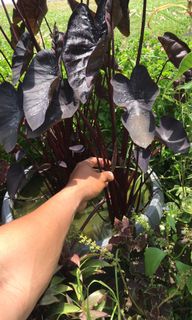 (Category: ) located in . Submitted by cage.plants.studio (Listing ID 1106940216, Image 1). Description: .