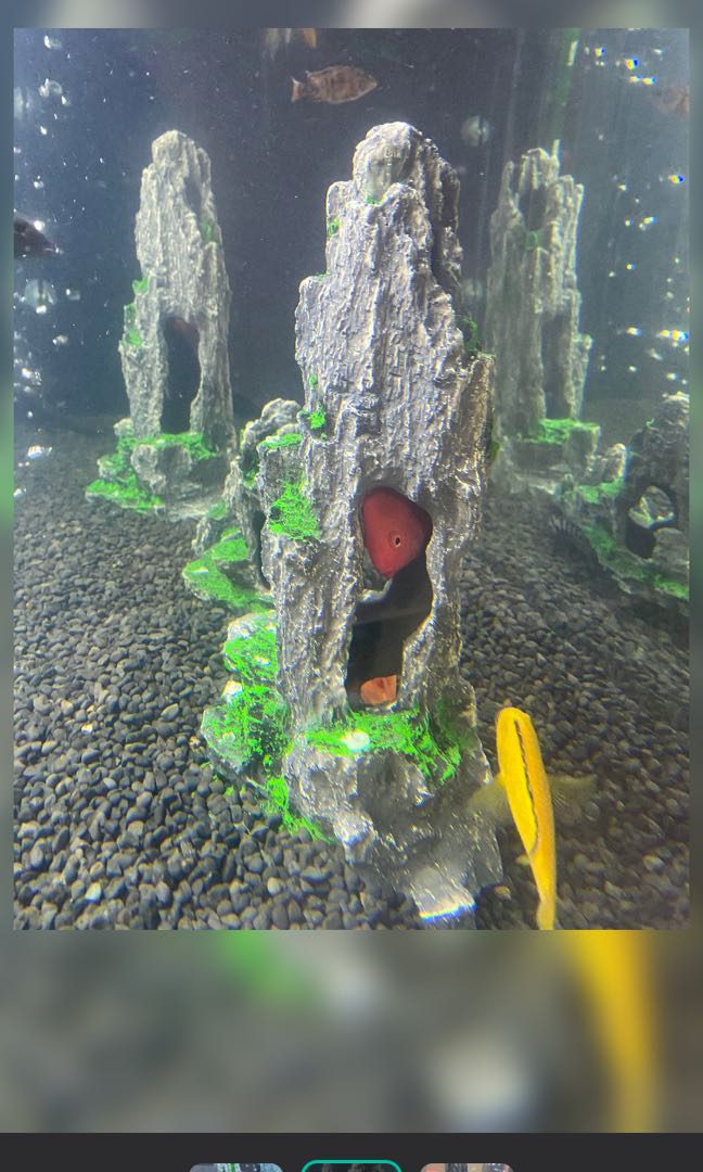 Tall aquarium shop decorations