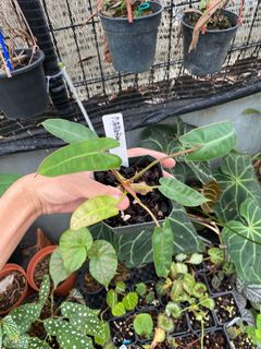 (Category: ) located in . Submitted by ntlc_plants (Listing ID 1106900189, Image 1). Description: .