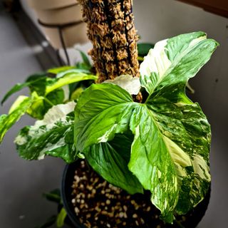 (Category: ) located in . Submitted by botanico_ (Listing ID 1106949659, Image 1). Description: .