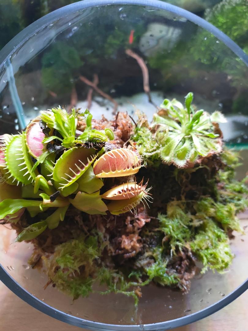 Venus fly trap Sundew glass terrarium (Big), Furniture & Home Living ...