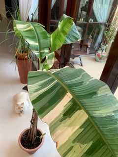 (Category: ) located in . Submitted by plantdaddy (Listing ID 1107019038, Image 1). Description: .