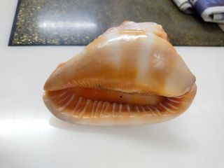 (Category: ) located in . Submitted by collector_items (Listing ID 1107153586, Image 1). Description: .