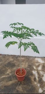 (Category: ) located in . Submitted by gn_gardens (Listing ID 1107152122, Image 1). Description: .