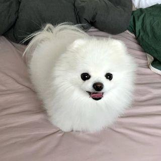 Pomeranian puppies for sale