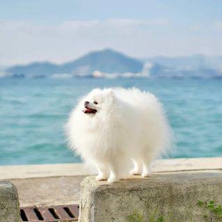 Pomeranian puppies for sale
