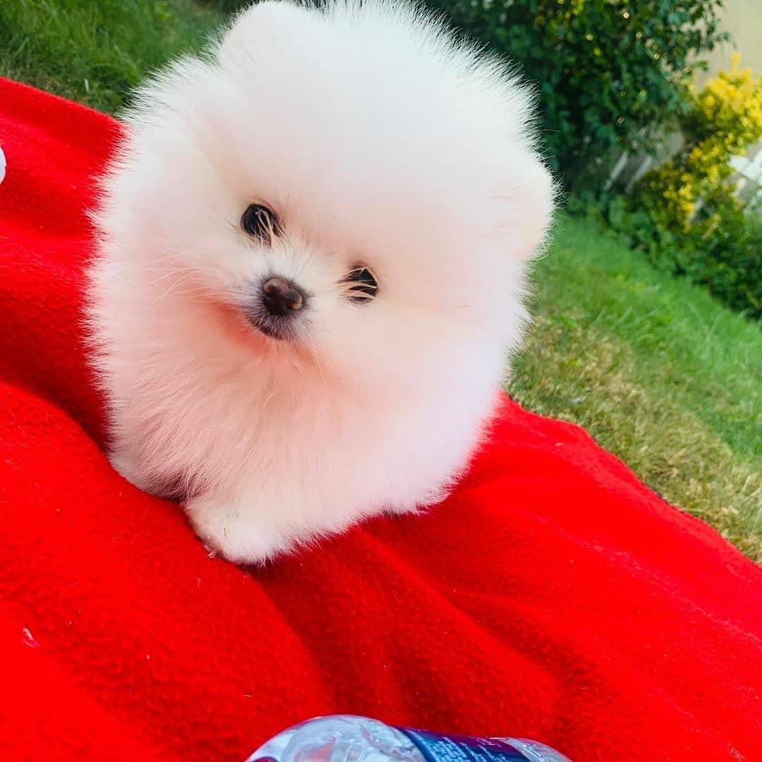 Pomeranian puppies for sale, Pet Accessories on Carousell