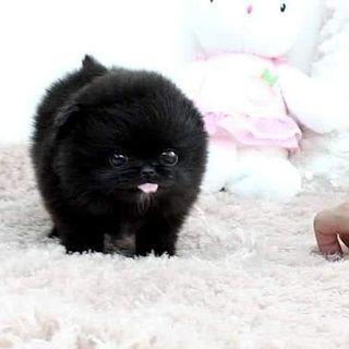 Pomeranian puppies for sale