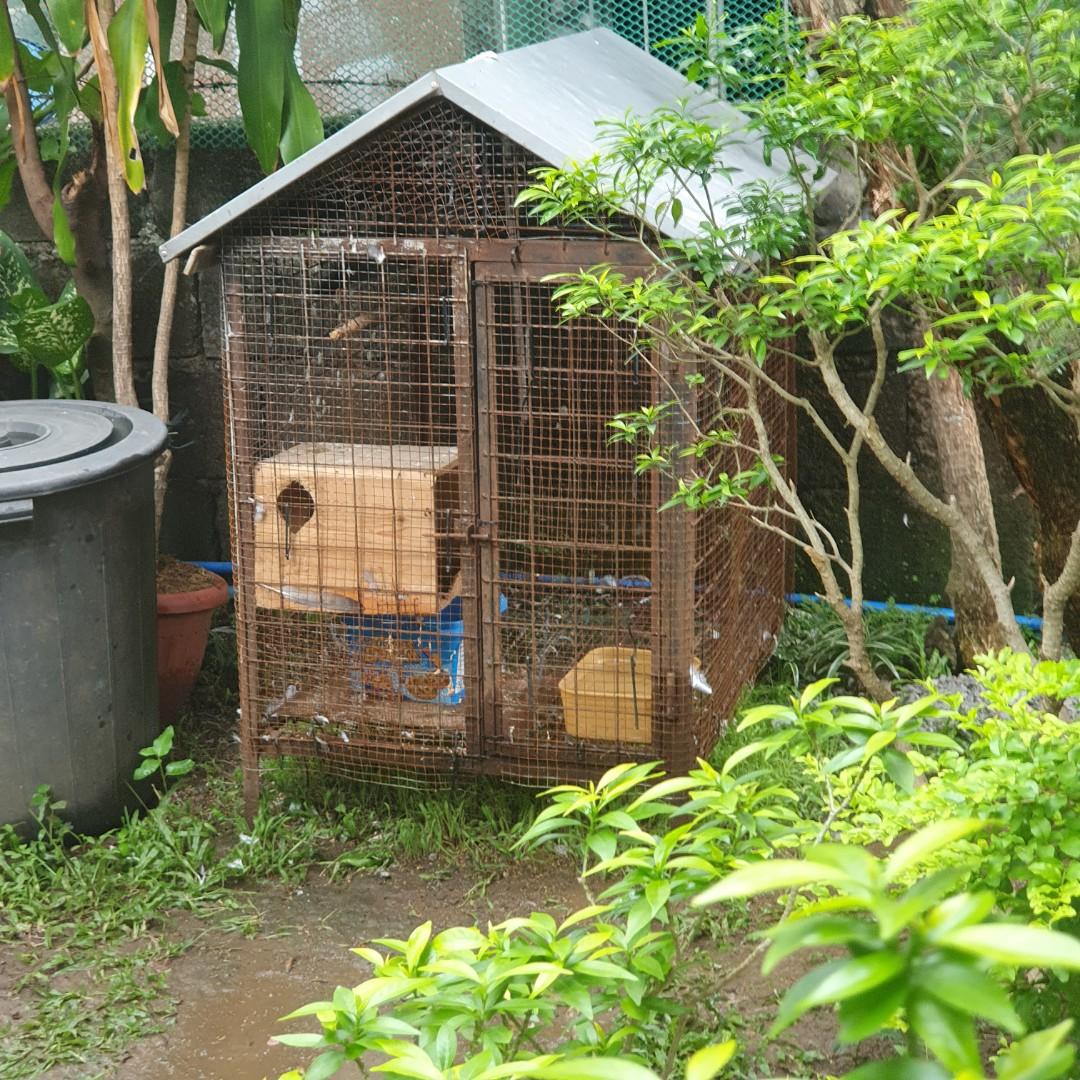 Dog Cage, Pet Supplies, Homes & Other Pet Accessories on Carousell