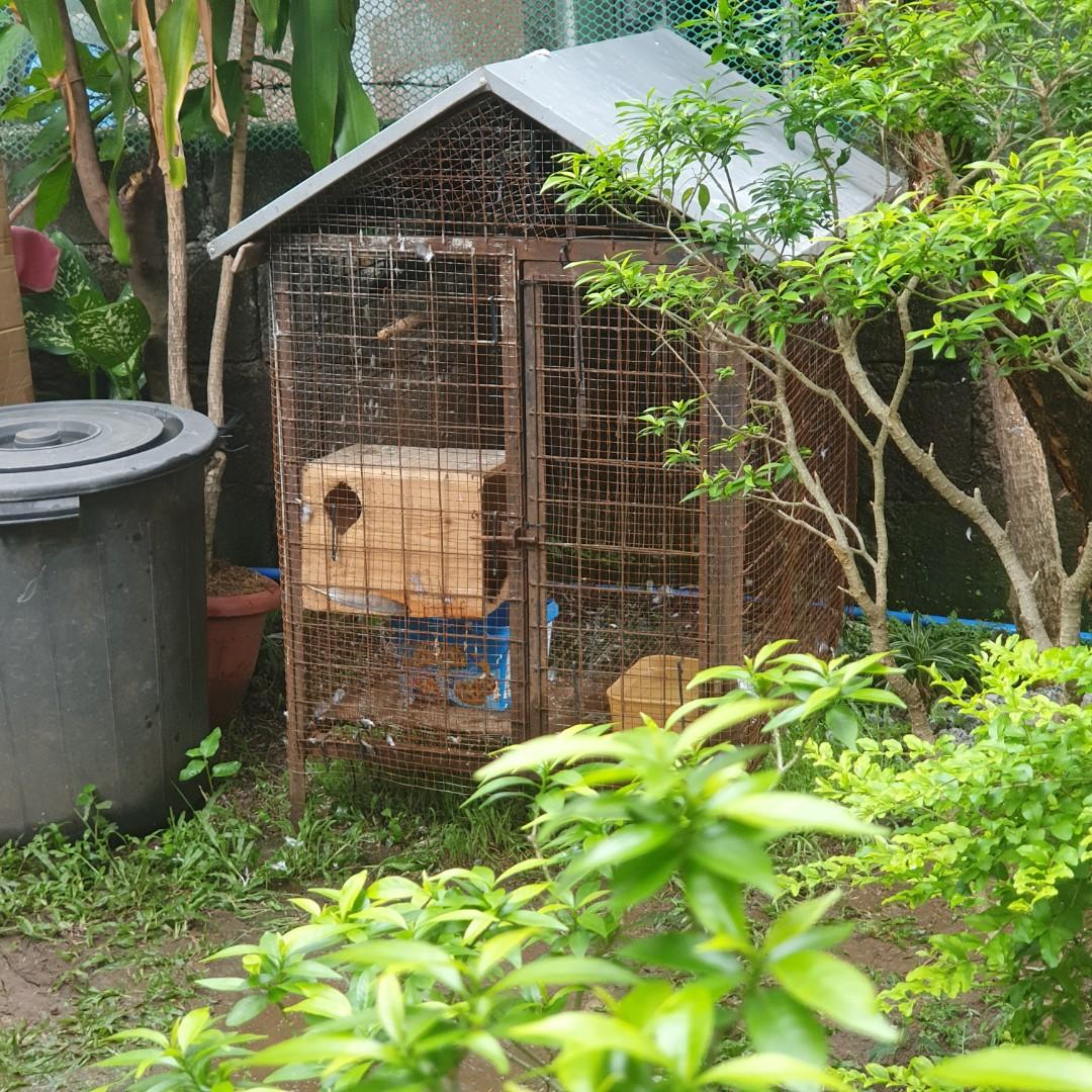 Dog Cage, Pet Supplies, Homes & Other Pet Accessories on Carousell