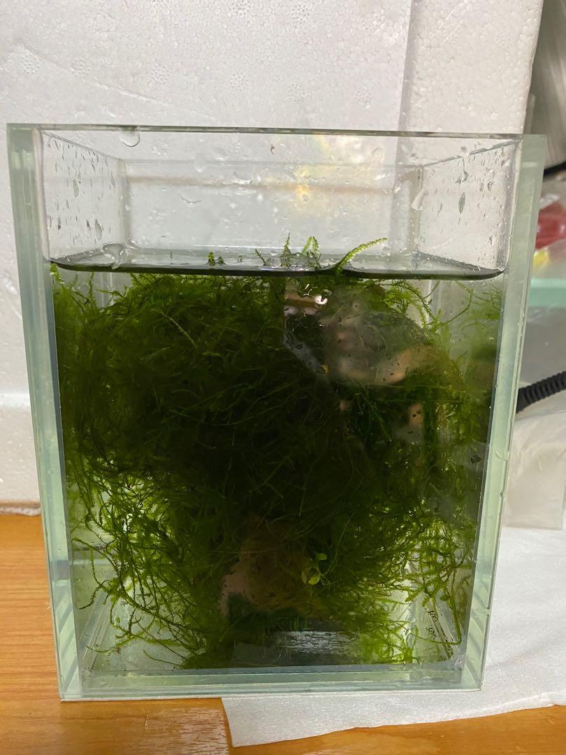 Java Moss Container Java moss, Furniture & Home Living, Gardening, Plants & Seeds on Carousell