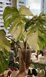 (Category: ) located in . Submitted by plantcollection (Listing ID 1107342859, Image 1). Description: .