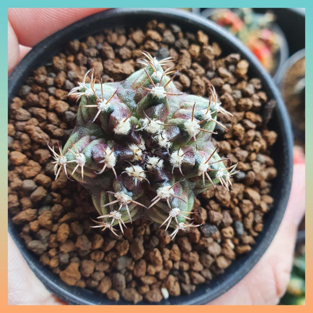 trex hybrid