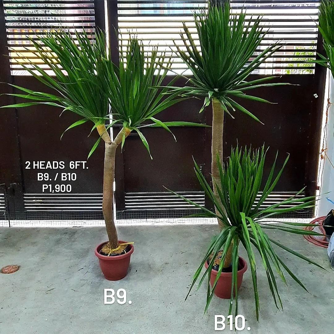 Yucca plant 4 to 8 ft. (Category: Plants & Seeds) located in Manila. Submitted by yuccaking24 (Listing ID 1107390575, Image 1). Description: Yucca Plant 4 to 8 ft. Cheapest in the market!!! Weekly regular stock Established Optional White/Black Yayamanin pot just add P200-300 only. MOP: Gcash, BDO, BPI or COD..