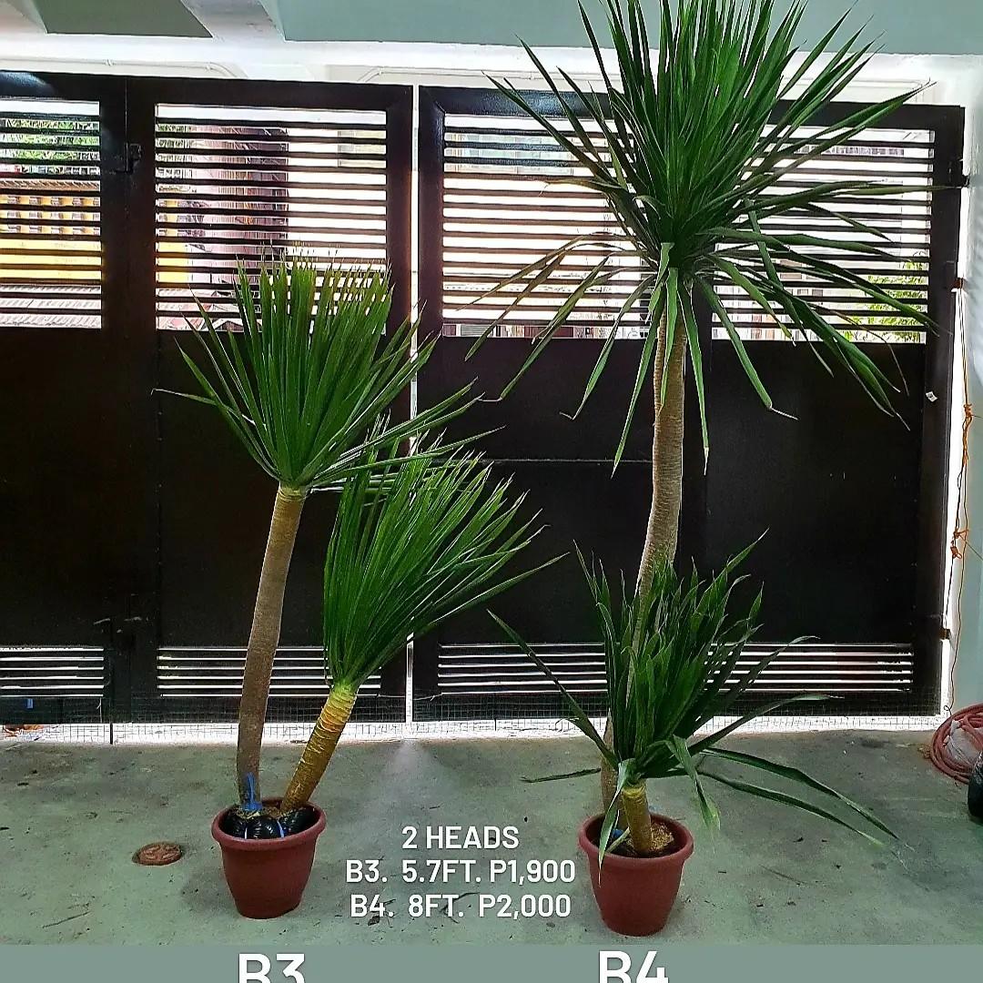 Yucca plant 4 to 8 ft. (Category: Plants & Seeds) located in Manila. Submitted by yuccaking24 (Listing ID 1107390575, Image 2). Description: Yucca Plant 4 to 8 ft. Cheapest in the market!!! Weekly regular stock Established Optional White/Black Yayamanin pot just add P200-300 only. MOP: Gcash, BDO, BPI or COD..
