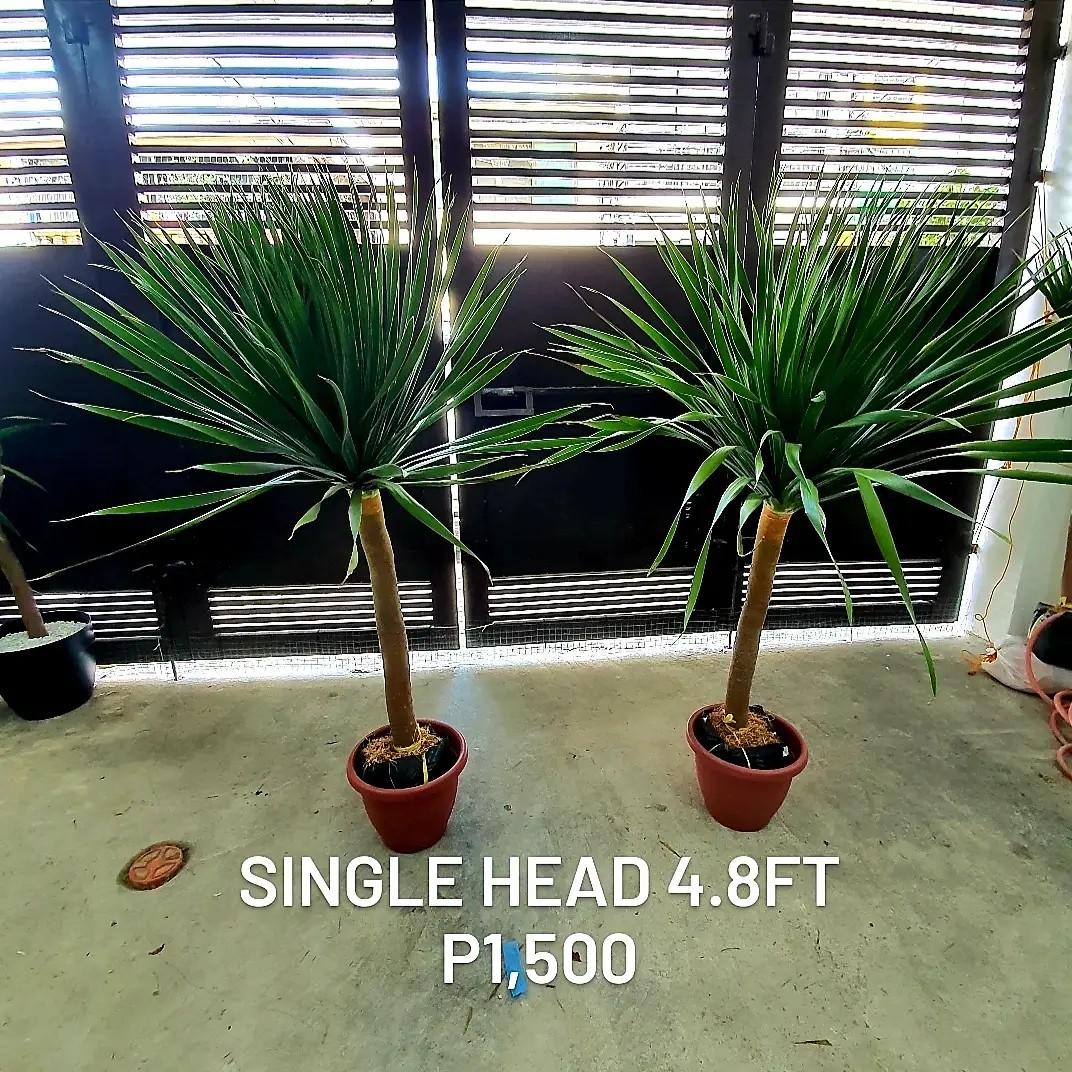 Yucca plant 4 to 8 ft. (Category: Plants & Seeds) located in Manila. Submitted by yuccaking24 (Listing ID 1107390575, Image 3). Description: Yucca Plant 4 to 8 ft. Cheapest in the market!!! Weekly regular stock Established Optional White/Black Yayamanin pot just add P200-300 only. MOP: Gcash, BDO, BPI or COD..