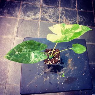 (Category: ) located in . Submitted by face.greengreen (Listing ID 1107608454, Image 1). Description: .