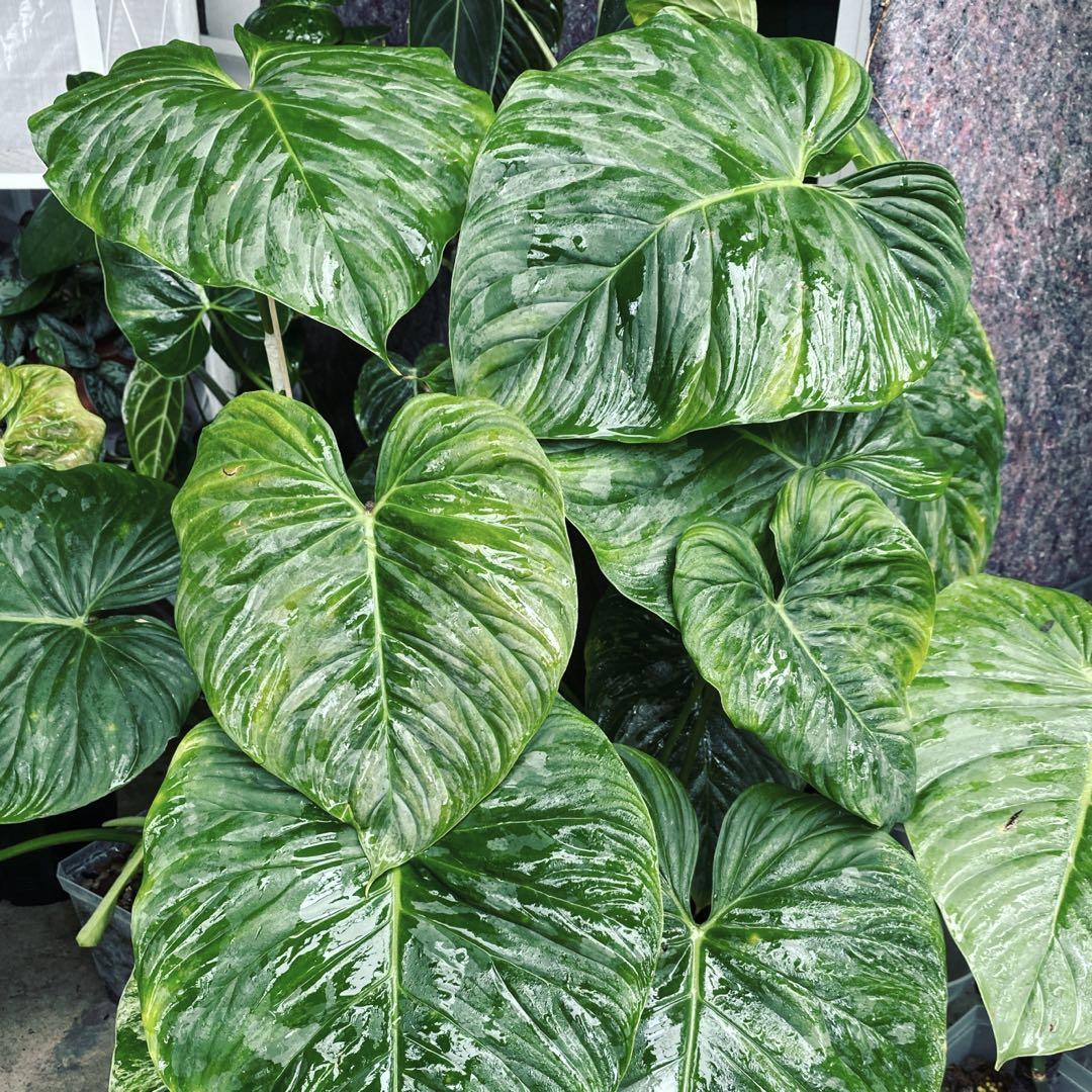 Philodendron Majestic Home Furniture Gardening On Carousell