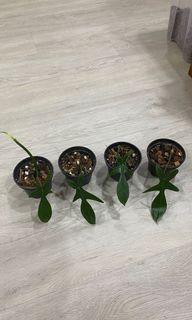 Philodendron Squamiferum