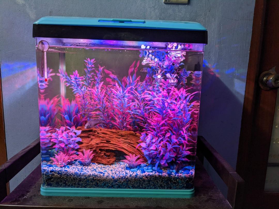 Hgaa7lxvpssdtm Aquarium bukit tinggi klang