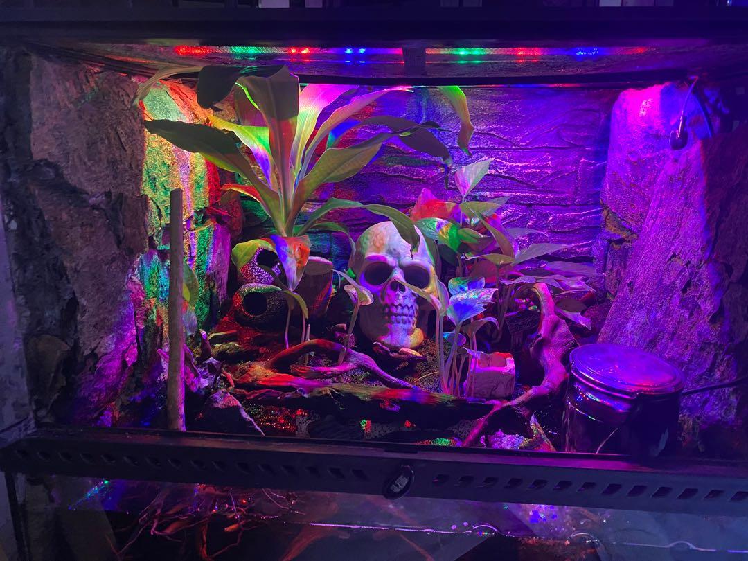 Exo Terra Terrarium, Pet Supplies, Homes & Other Pet Accessories on