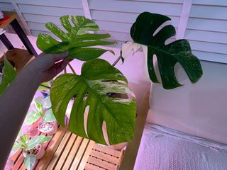 （分類：）位於 。 由 hppyc 提交（商品編號 1107819846，圖片 1）。簡介： 。