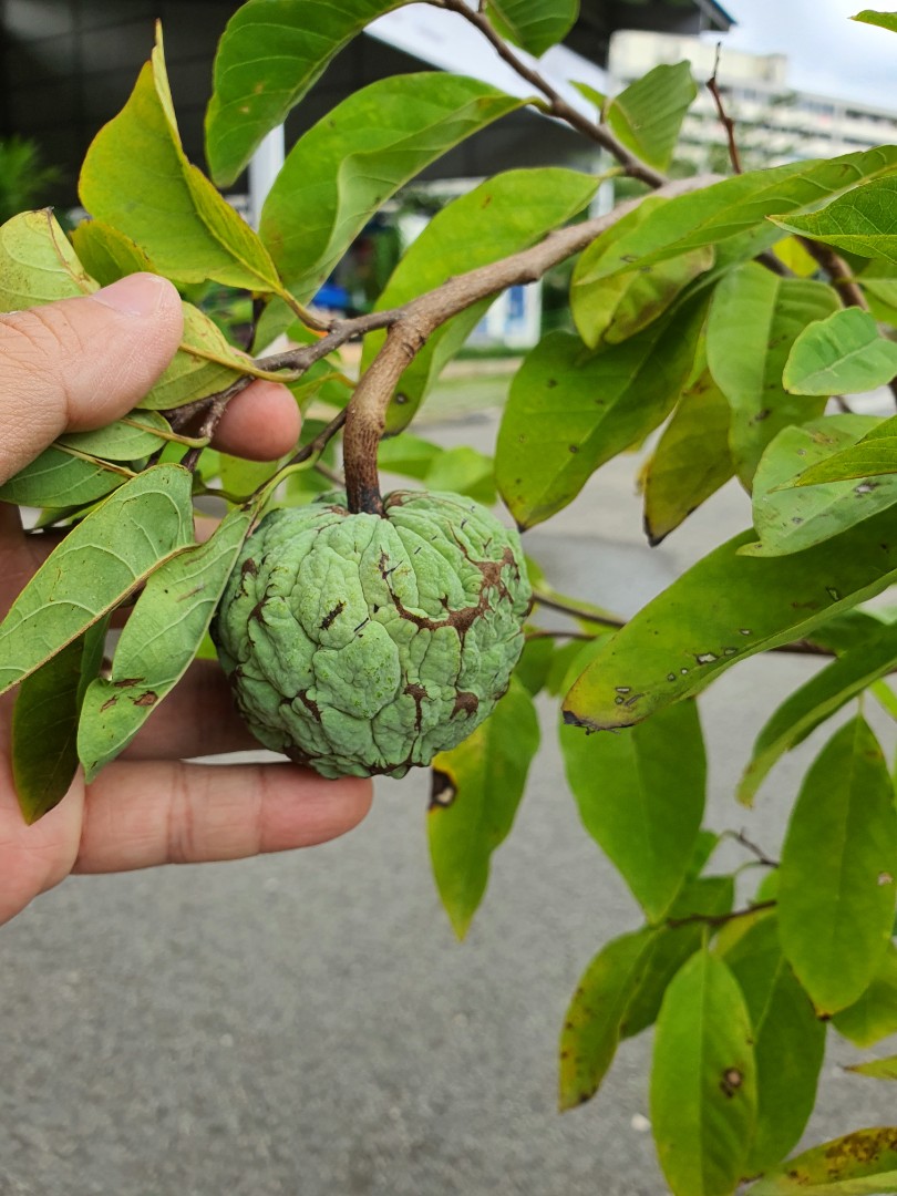 mini-fruiting-nice-size-fruit-dwarf-custard-apple-tree-in-pot