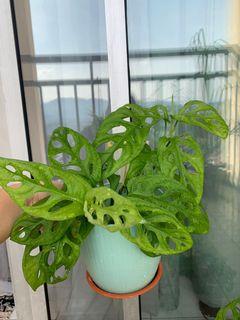 Monster Adansoni