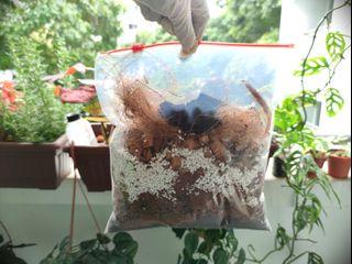 Potting Mix (Aroids)
