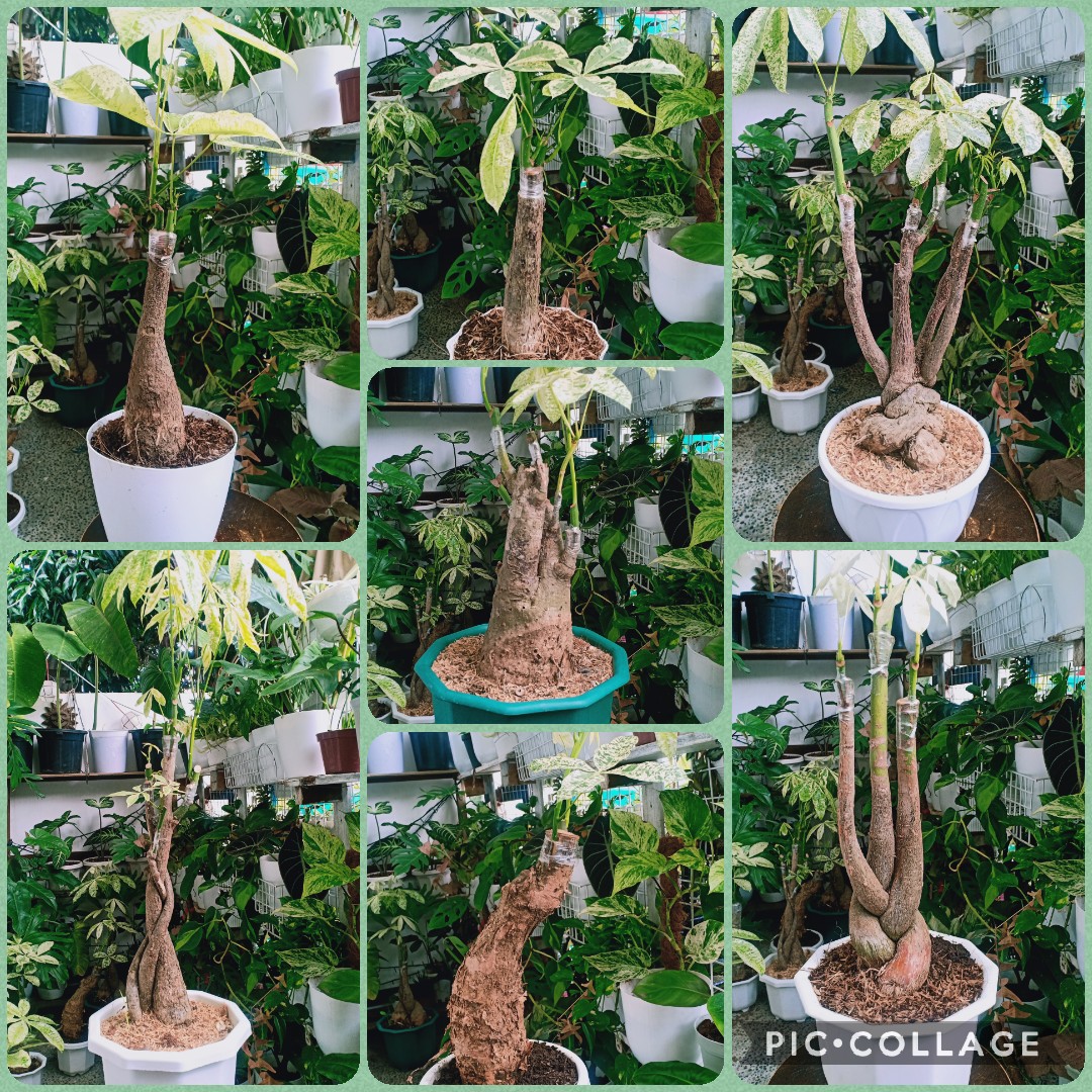 variegated money tree for sale, Furniture & Home Living, Gardening