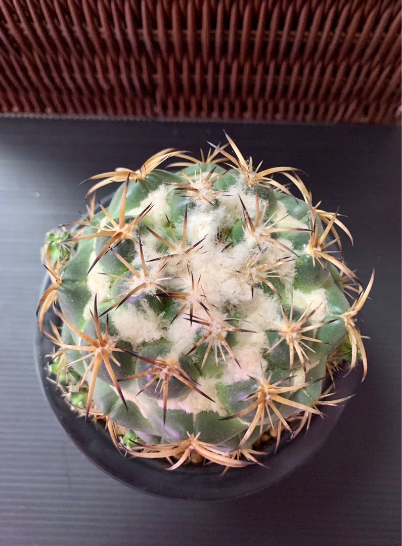 實生超大雪頂天司象牙球稀有仙人球多肉植物 傢俬 家居 Gardening Plants Carousell 實生超大雪頂天司象牙球稀有仙人球多肉植物 傢俬 家居 Gardening Plants Carousell