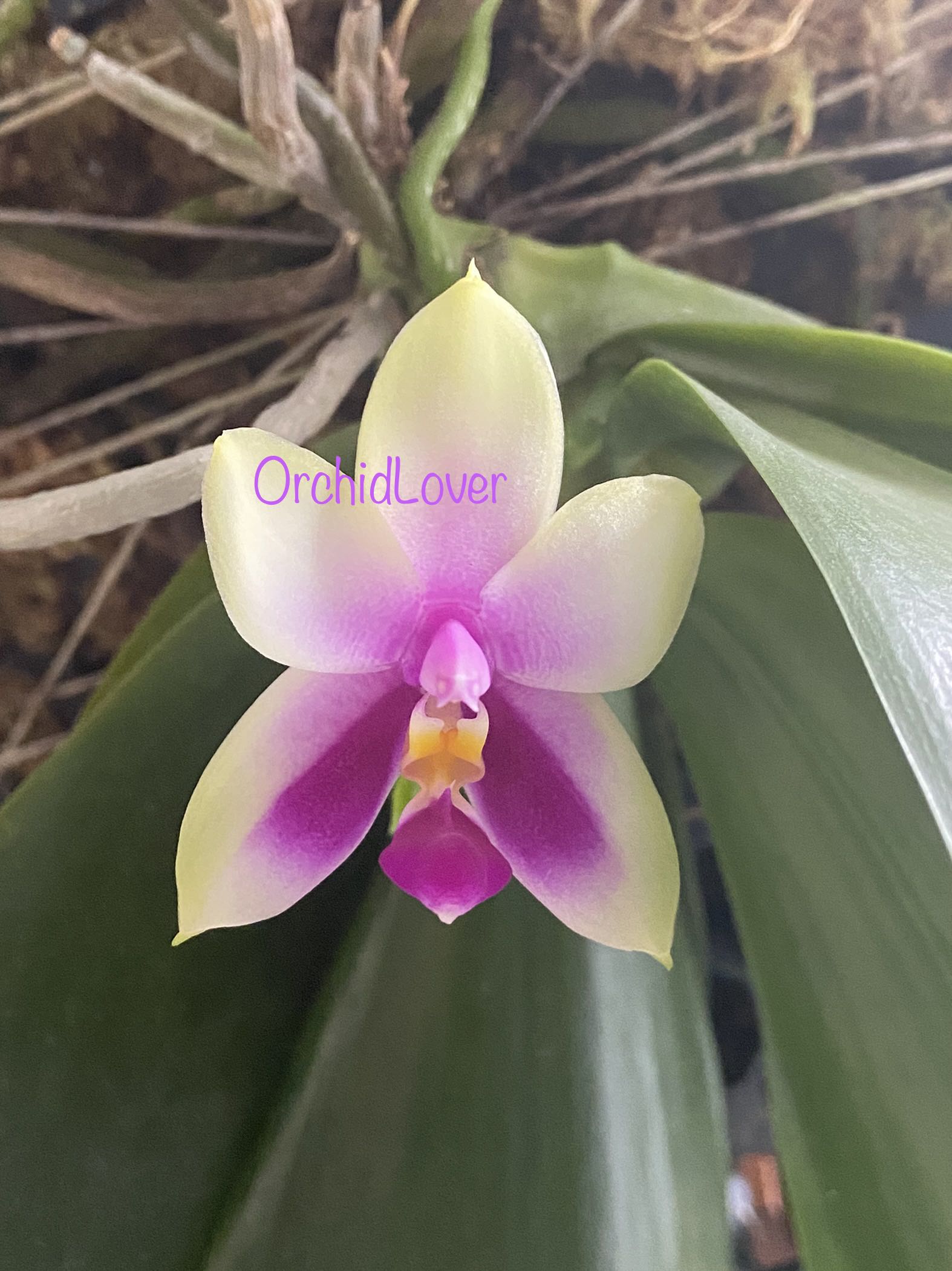 Fragrant Phalaenopsis Orchid Hybrid, Furniture & Home Living, Gardening