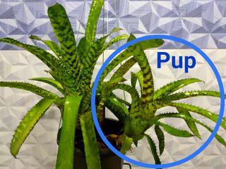 Bromeliad Aechmea Orlandiana pup/ offset