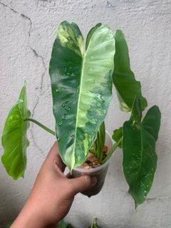 (Category: ) located in . Submitted by hilman_fikri (Listing ID 1107962158, Image 1). Description: .