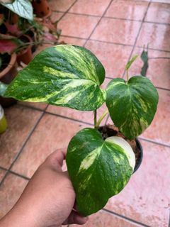 (Category: ) located in . Submitted by hilman_fikri (Listing ID 1107959922, Image 1). Description: .