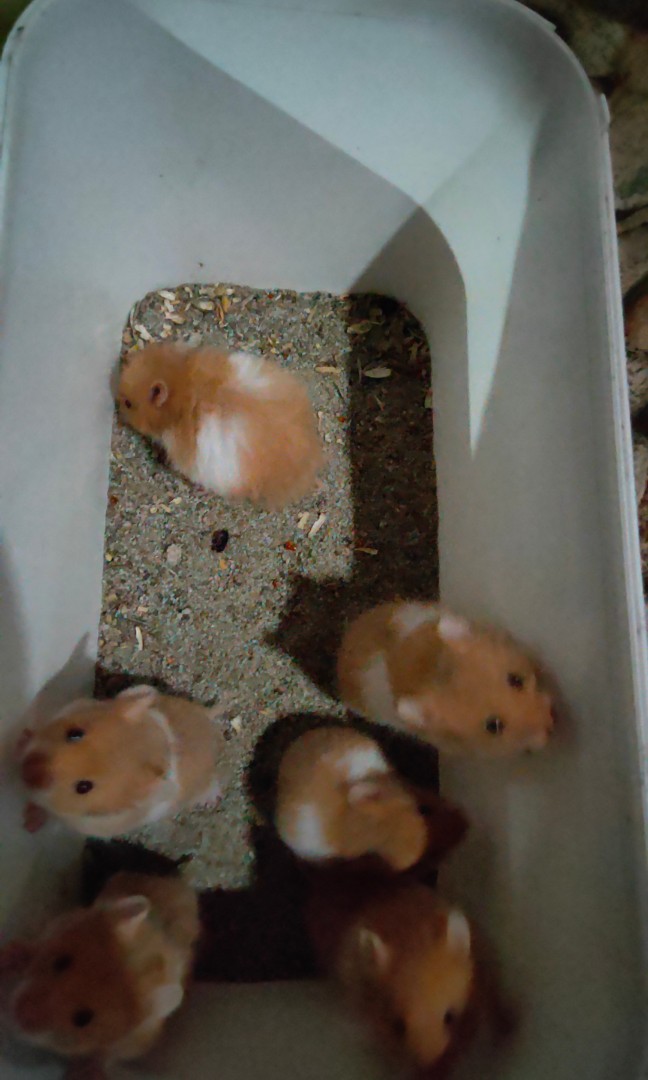 Hamster short hair top