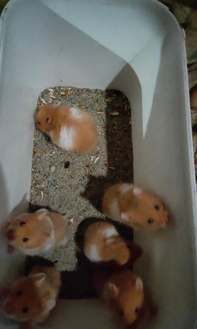 Hamster syrian short hair cheap