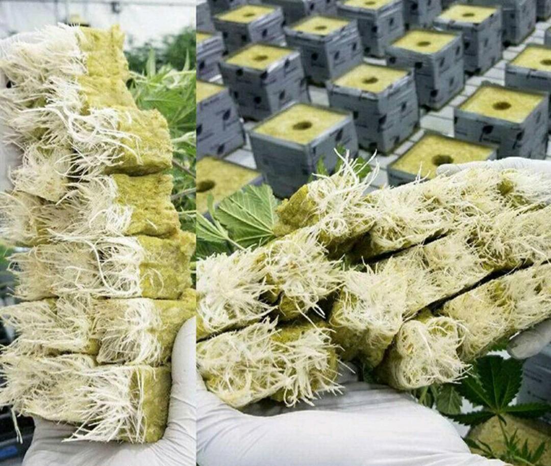 200pcs Rockwool Starters for Hydroponics Soiless Cultivation Microgreen