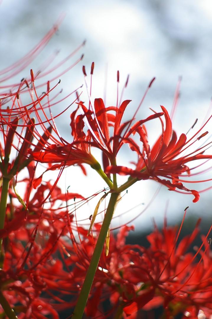 彼岸花球根 傢俬 家居 園藝 植物及種子 Carousell