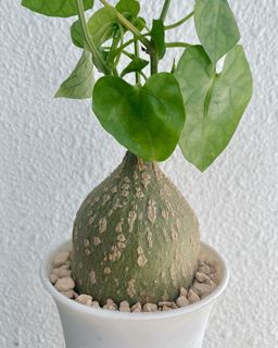 （分類：）位於 。 由 newbiesucculent 提交（商品編號 1108178391，圖片 1）。簡介： 。