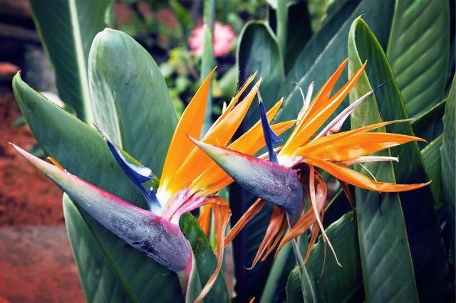 Bird Of Paradise Baby Plant 2ft Home Furniture Gardening On Carousell