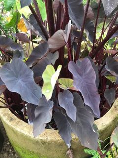 (Category: ) located in . Submitted by cage.plants.studio (Listing ID 1108097037, Image 1). Description: .